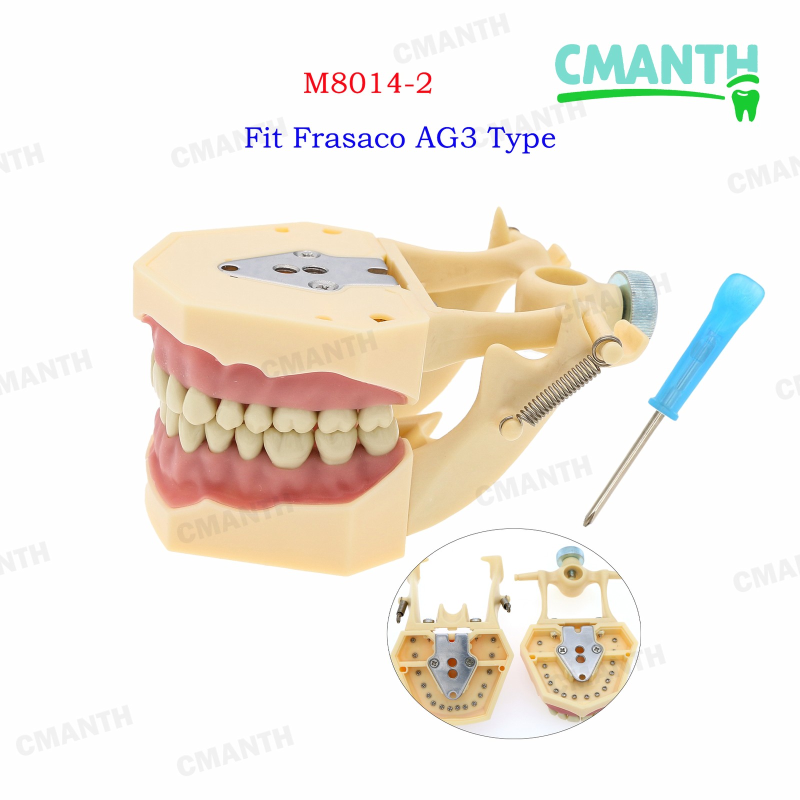 Fit Frasaco AG3 Typodont Dental Teeth Model Full teeth 32Pcs Screw-in Practice