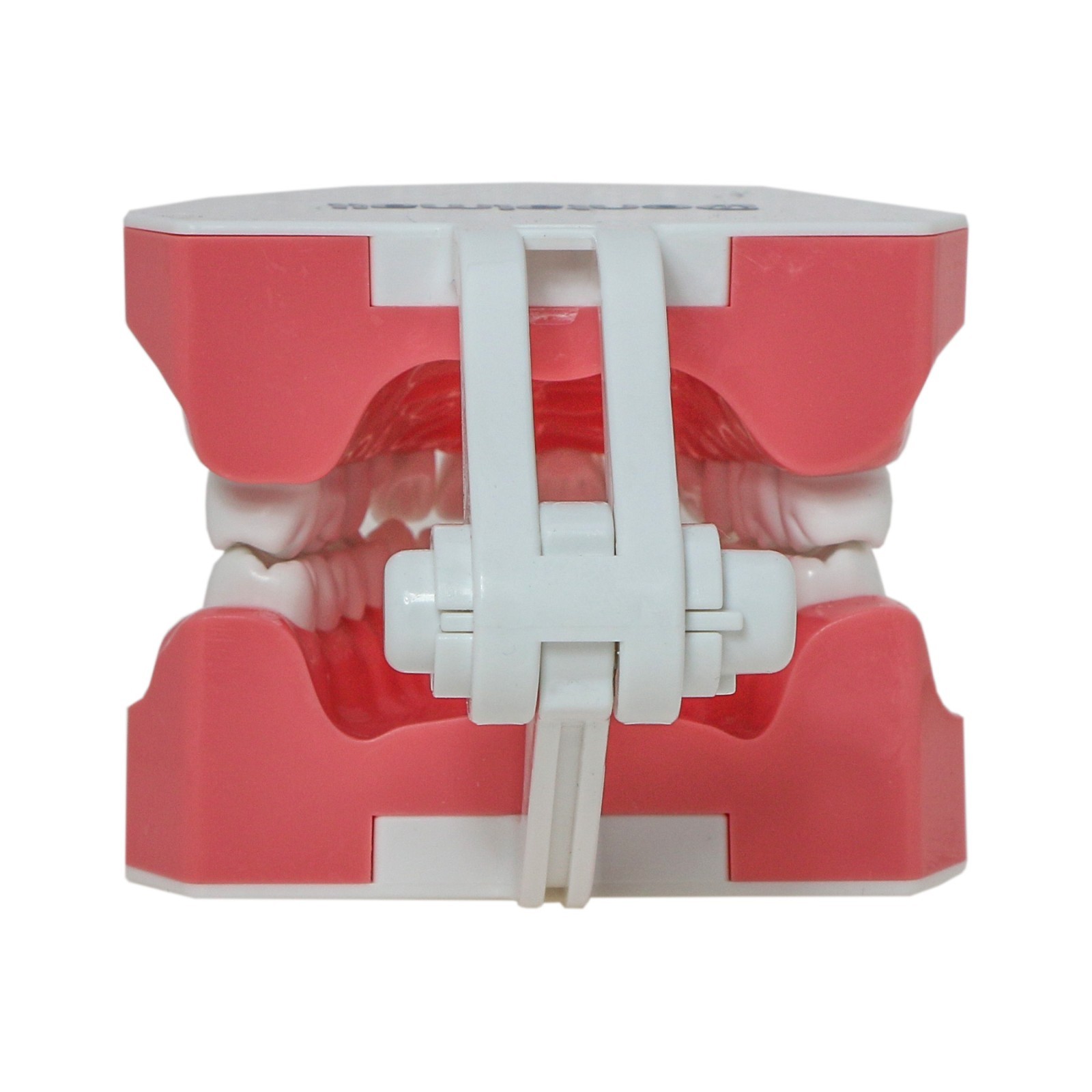 Dental Teeth Model Standard 1:1Brushing Flossing Practice Teaching Model M7010-1