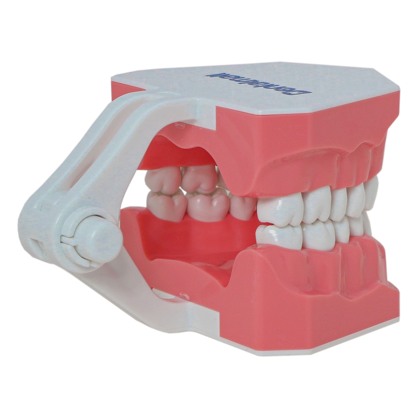 Dental Teeth Model Standard 1:1Brushing Flossing Practice Teaching Model M7010-1