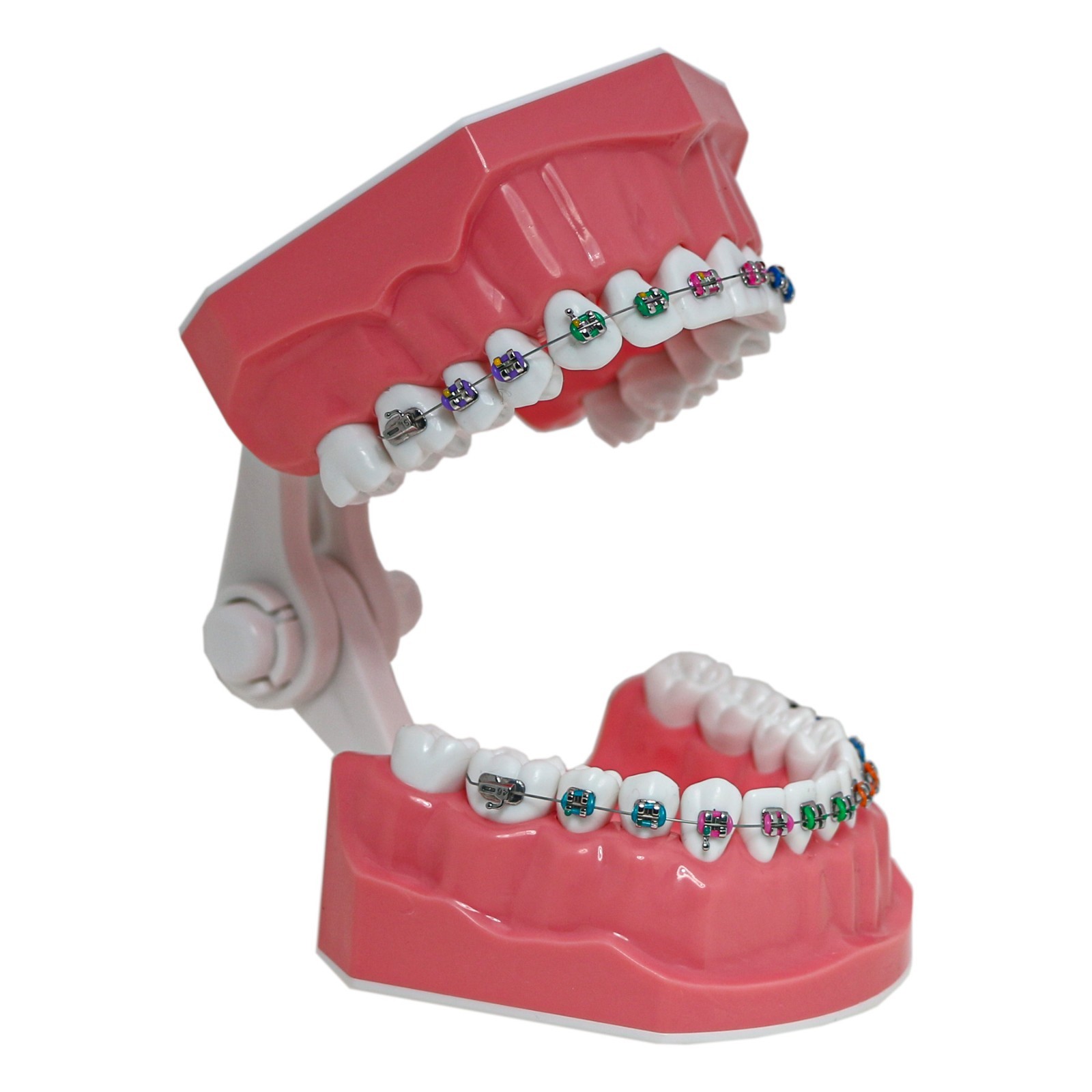 US Dental Orthodontic Typodont 1:1 Teeth Model with Brackets Braces M7010-2 New