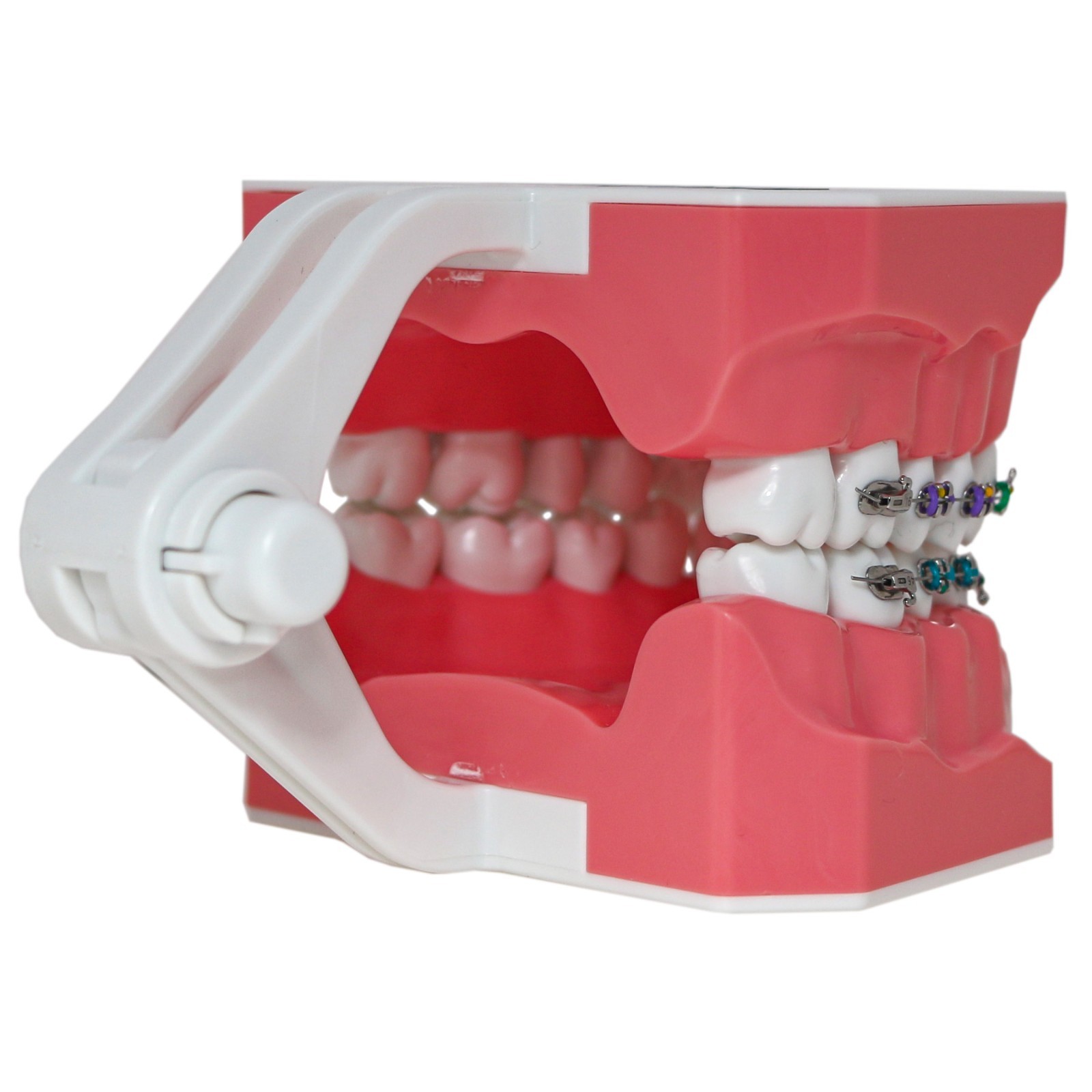 US Dental Orthodontic Typodont 1:1 Teeth Model with Brackets Braces M7010-2 New