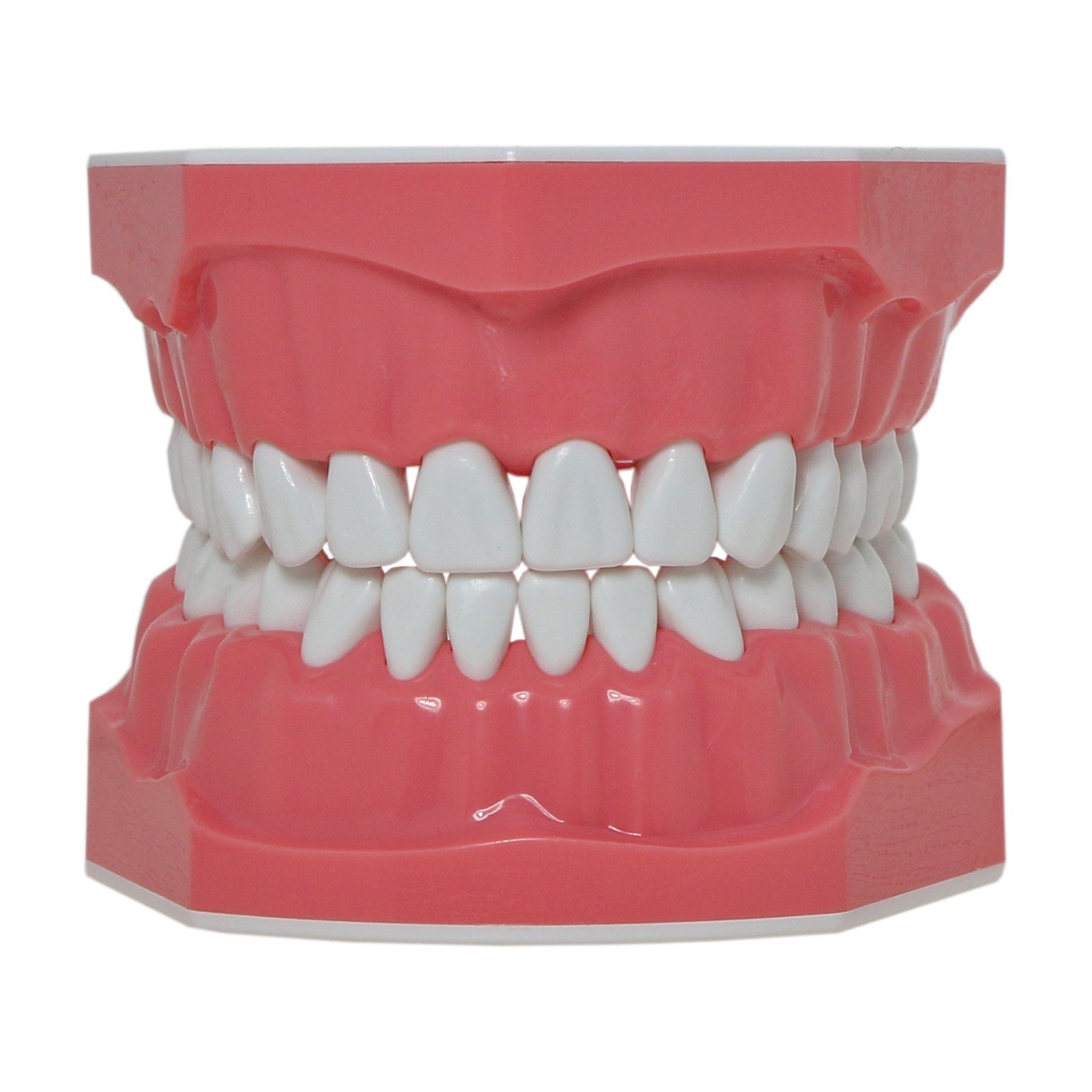 Dental Teeth Model Standard 1:1Brushing Flossing Practice Teaching Model M7010-1