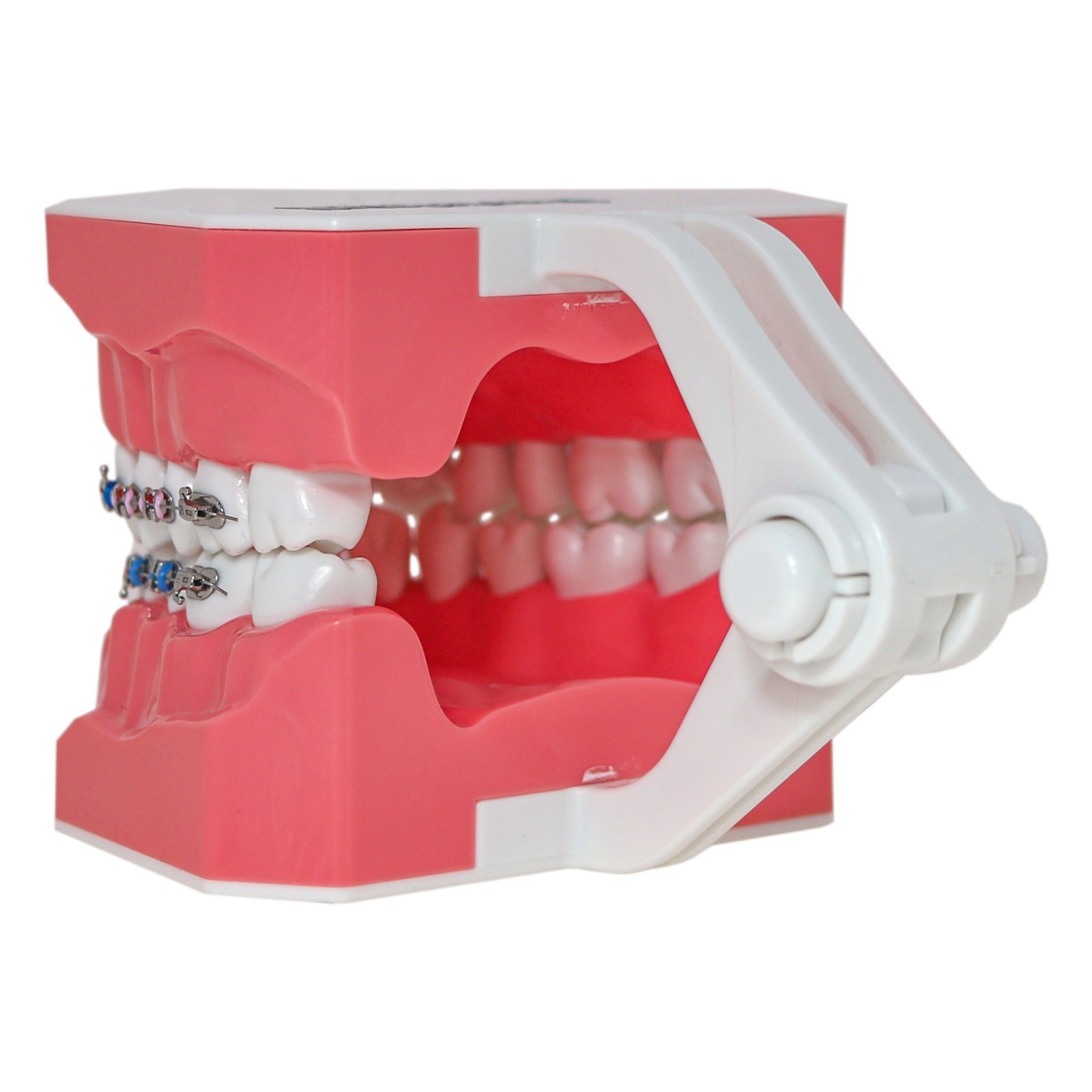 US Dental Orthodontic Typodont 1:1 Teeth Model with Brackets Braces M7010-2 New
