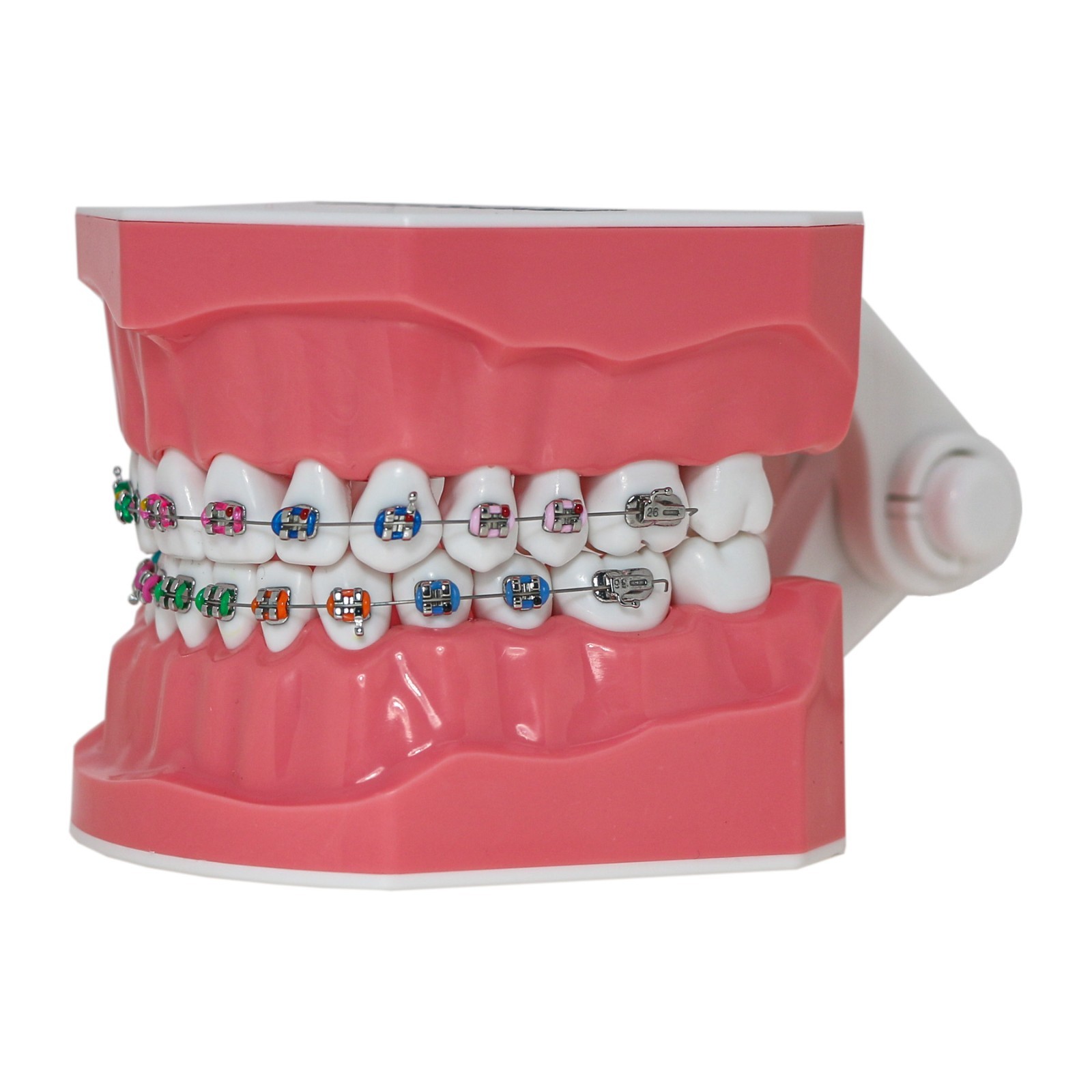 US Dental Orthodontic Typodont 1:1 Teeth Model with Brackets Braces M7010-2 New
